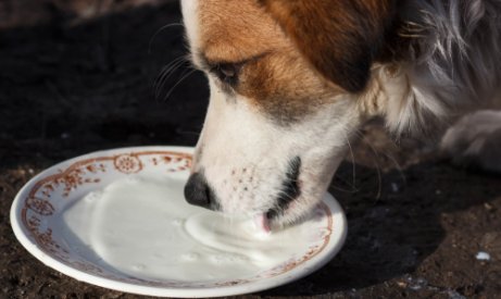 Gesunde Getränke für deinen Hund Gesunde Getränke für deinen Hund