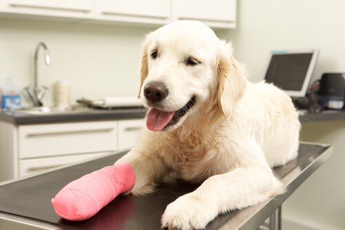 Hausapotheke für Hunde