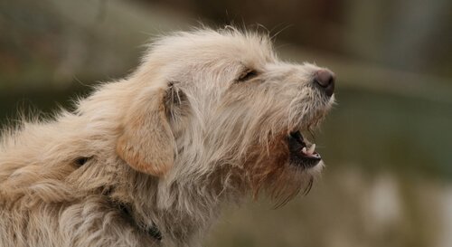 Hunde die weniger bellen
