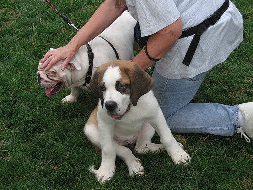 Hunde hassen am Kopf tätscheln