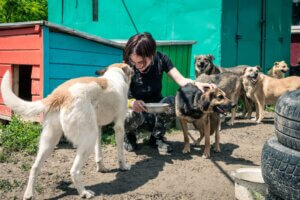 Hunde und Katzen, die aus der Bronx gerettet wurden