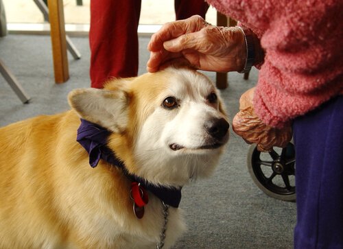 Hundetherapie: Hunde die heilen