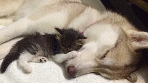Die Husky Hündin Lilo, die ein Kätzchen adoptierte
