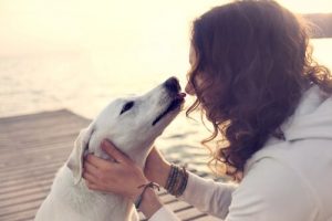 Infektionen die durch Hundeküsse übertragen werden können