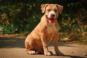 11 Gründe, warum du keinen Pitbull haben solltest