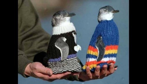 Kleidung für Pinguine