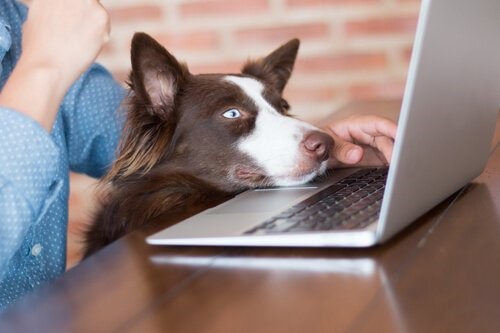 Können Hunde fernsehen - Hund am Laptop