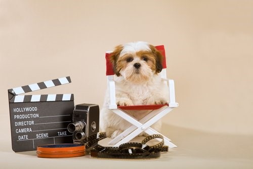 Können Hunde fernsehen - Hund mit Filmutensilien