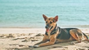 Liegt dein Hund auch gerne in der Sonne?