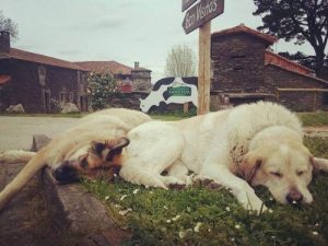 Marke für Bio-Milch wirbt für die Adoption von Straßenhunden