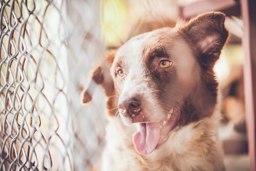 Mehr als 100 Hunde aus illegaler Zuchtanstalt gerettet