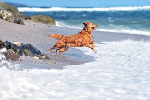 Pool für Hunde - Hund am Strand