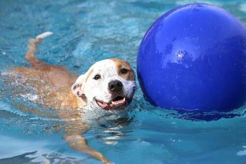 Pool für Hunde - Hund schwimmt