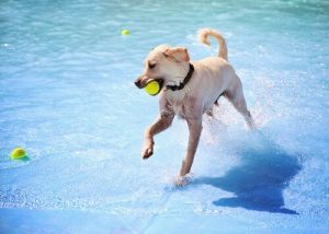 Der ersten Pool für Hunde in Madrid wurde eröffnet