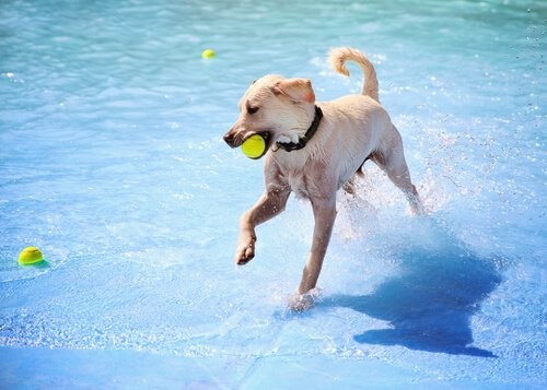 Der ersten Pool für Hunde in Madrid wurde eröffnet