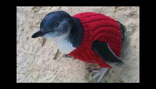 Pullover für Pinguine