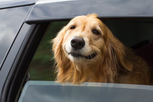 Reisekrankheit bei Hunden verhindern