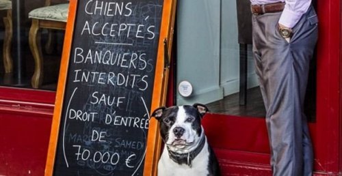 Restaurant in Paris erlaubt Hunde, jedoch keine Banker