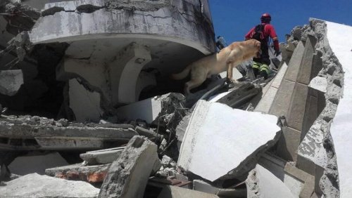 Rettungshunde in Ecuador: unbezahlbare Hilfe