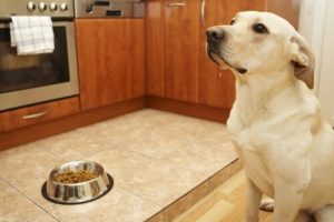 Rezepte für deinen Hund!