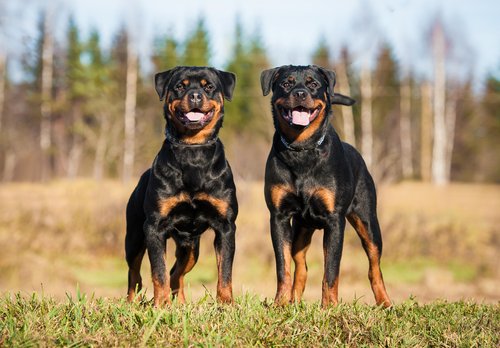 Wer von einem Rottweiler gebissen wurde, weiß, dass das kein Scherz ist