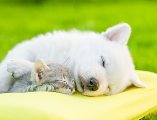 Schlaf ist wichtig für dein Haustier!