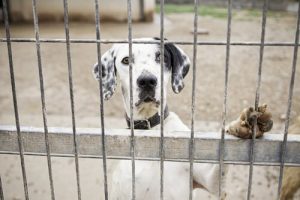 Tiermisshandlung im Internet melden