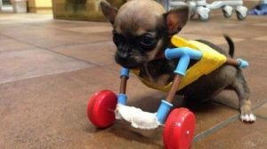 Lerne Turbo Roo, einen tapferen Chihuahua, kennen