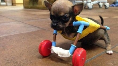 Lerne Turbo Roo, einen tapferen Chihuahua, kennen