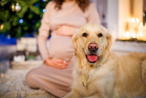 Vorteile eines Hundes in der Schwangerschaft