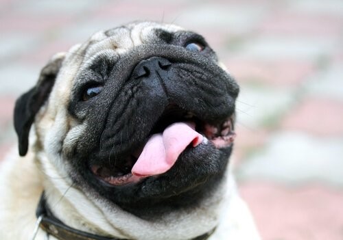 Warum Hunde gähnen - Hundezunge