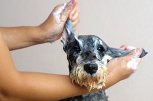 Warum stinkt ein nasser Hund und was kann man dagegen tun?
