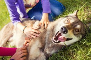 Was fühlt dein Hund, wenn er dich sieht?