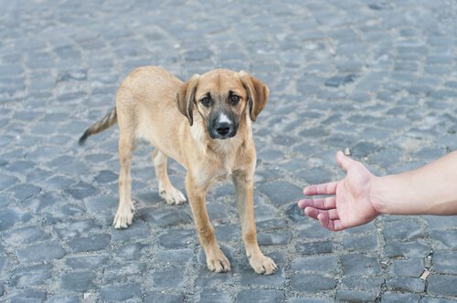 Wie kann ich einen Straßenhund adoptieren