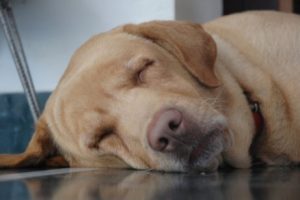 Wie schläft dein Hund? Schlafpositionen können einiges verraten