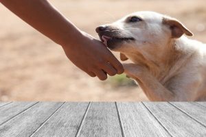 Wunden an Pfoten von Hunden oder Katzen behandeln