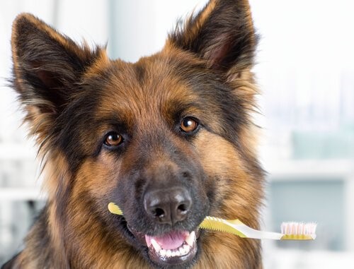 Zahnstein bei Hunden - Hund mit Zahnbürste