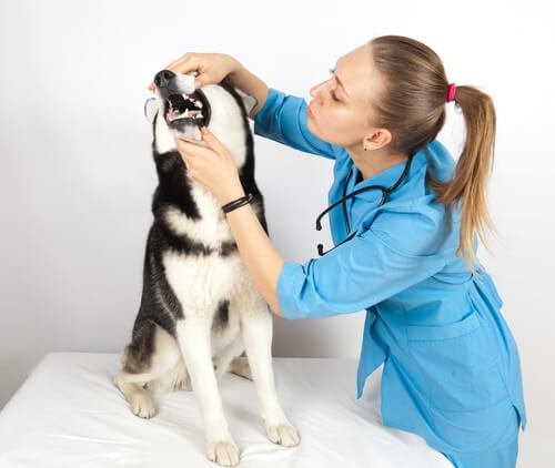 Zahnstein bei Hunden - Husky beim Tierarzt