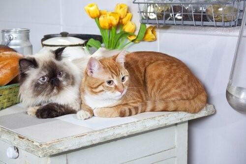 Zwei Katzen - Katzen in der Küche