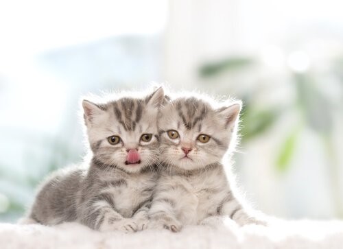 Warum ist es besser, zwei Katzen zu adoptieren?
