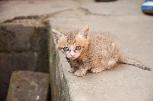 adoptiere eine Katze