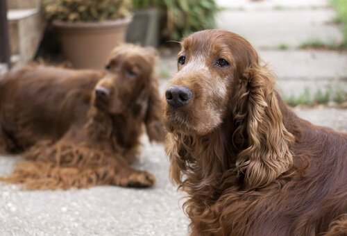 Leben mit einem älteren Hund
