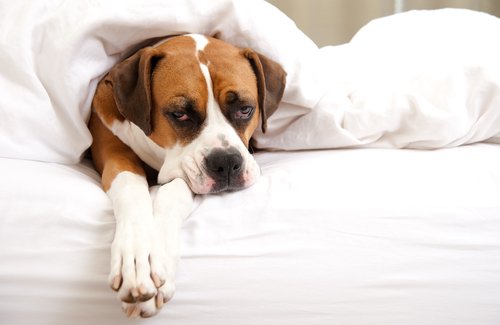Was tun, wenn mein Hund Fieber hat?