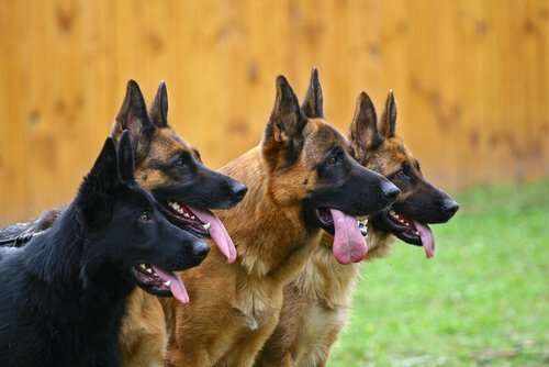Bürohunde und andere Diensthunde