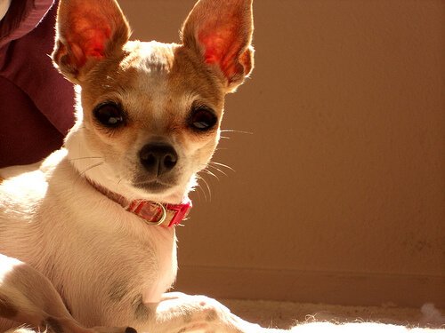 Chihuahua Welpe