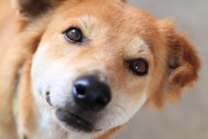 Wie du den Tränensack deines Hundes aufhellen kannst