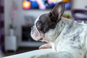 Lerne den Hund kennen, der Horrorfilme liebt