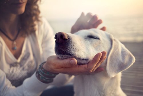 Sieht der Hund wirklich dasselbe wie du? Deine Tiere