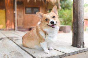 Erkenne die Stimmung deines Haustieres an seiner Körpersprache