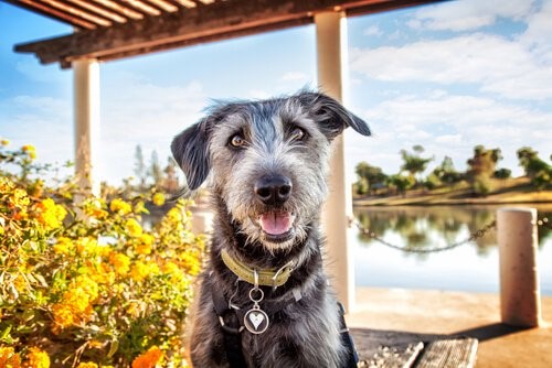 die Stimmung deines Haustieres - glücklicher Hund